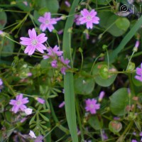 Pink Purslane